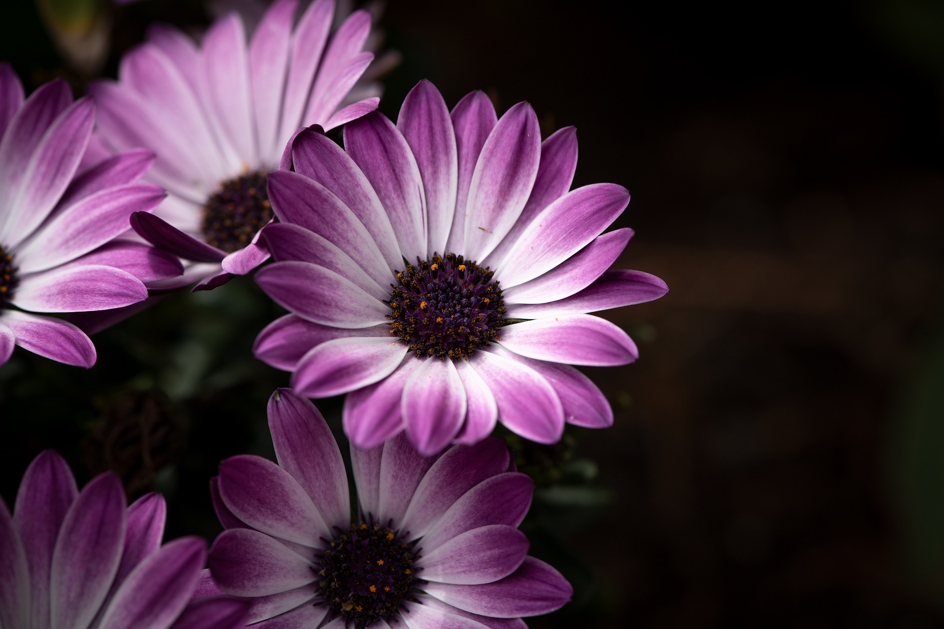 fotografie kvetín - Základy Adobe Photoshop