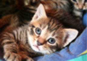 Obrázok mačky s nízkym rolišením - Analýza obrazu a videa v Pythone